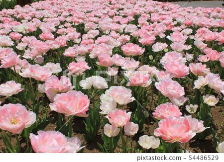 鬱金香...... ......當歸...... 54486529