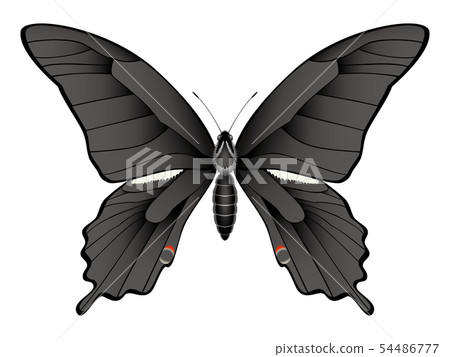 黑色Swallowtail例證 54486777