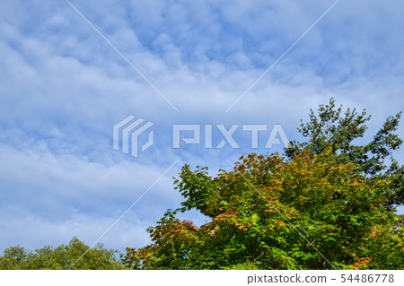 Autumn sky and autumn leaves Autumn sky and autumn leaves 54486778