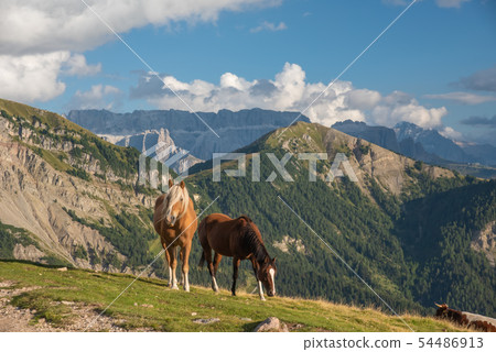Horse over Dolomite landscape Geisler Odle mountain Dolomites Group Val di Funes 54486913