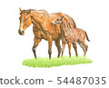 Horse parent and child 54487035