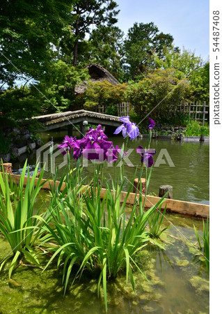 Umenomiya Taisha 54487408