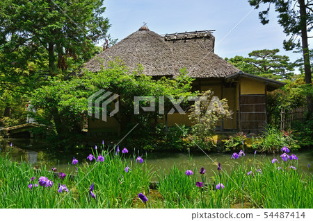 Umenomiya Taisha 54487414