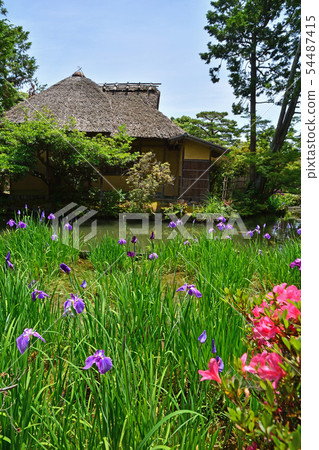 Umenomiya Taisha 54487415
