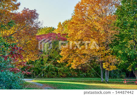 Autumn scene Autumn scene 54487442