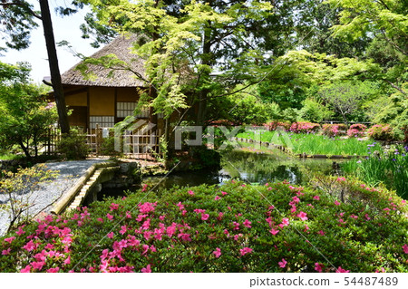 Umenomiya Taisha 54487489