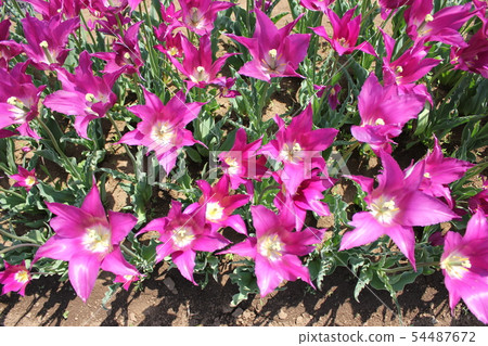 ... tulip ... ... ... Yumeno Murasaki ... ... tulip ... ... ... Yumeno Murasaki ... 54487672