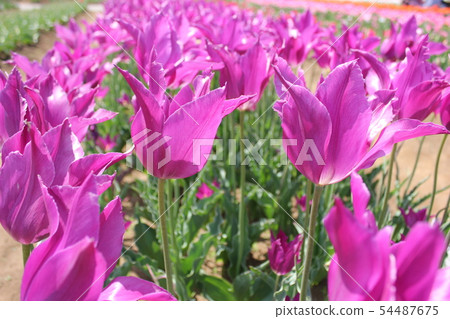 ... tulip ... ... ... Yumeno Murasaki ... 54487675