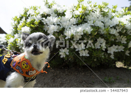 奇瓦瓦州和白杜鵑花 奇瓦瓦州和白杜鵑花 54487943