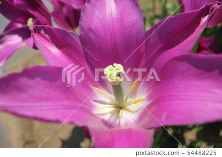 ... tulip ... ... ... Yumeno Murasaki ... ... tulip ... ... ... Yumeno Murasaki ... 54488225