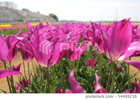 鬱金香...... ...... Yumeno Murasaki ...... 鬱金香...... ...... Yumeno Murasaki ...... 54488230