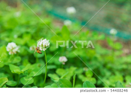 Honeybee collecting honey with clover Honeybee collecting honey with clover 54488246