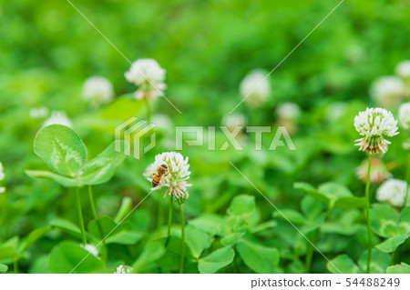 蜜蜂採集蜂蜜與三葉草 蜜蜂採集蜂蜜與三葉草 54488249