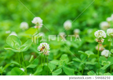 蜜蜂採集蜂蜜與三葉草 蜜蜂採集蜂蜜與三葉草 54488250