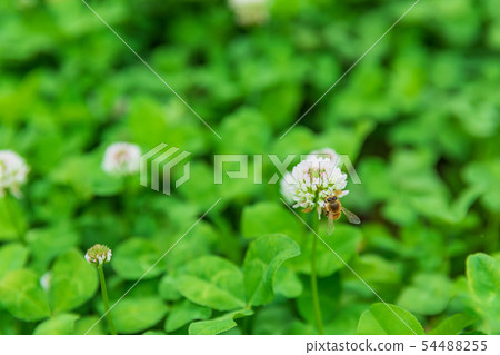 Honeybee collecting honey with clover 54488255