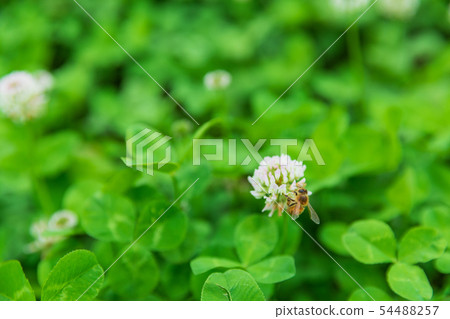 Honeybee collecting honey with clover 54488257