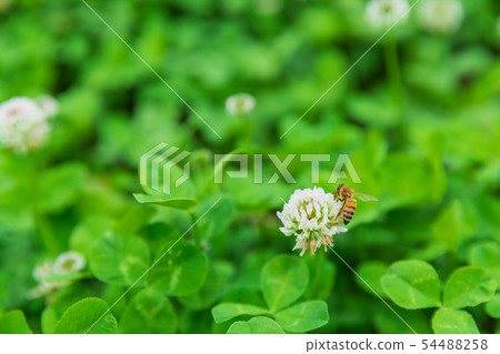 Honeybee collecting honey with clover 54488258