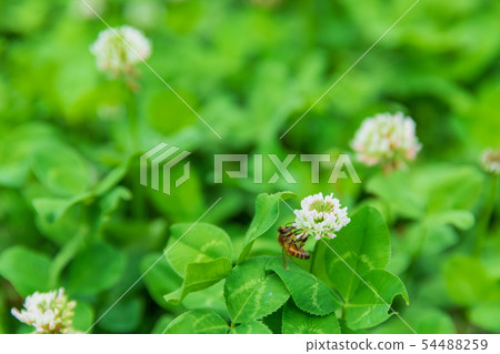 Honeybee collecting honey with clover 54488259