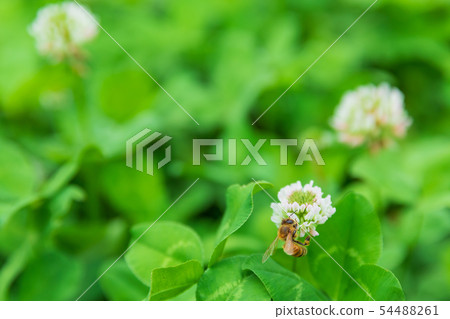 蜜蜂採集蜂蜜與三葉草 蜜蜂採集蜂蜜與三葉草 54488261