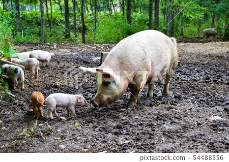 Parent and child pig 54488556