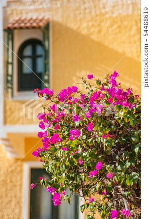 Romantic vintage arabic window and bougainvillea flowers Romantic vintage arabic window and bougainvillea flowers 54488619