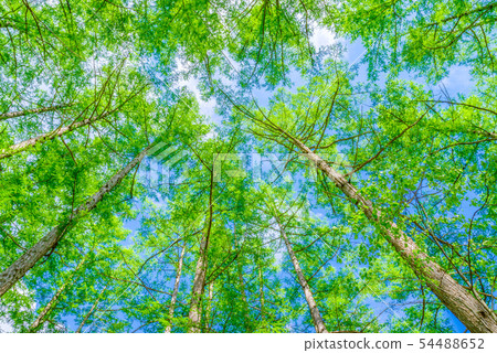 Fresh green deciduous pine Fresh green deciduous pine 54488652