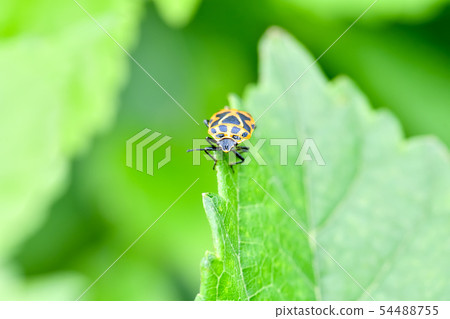 Short-tailed turtle Short-tailed turtle 54488755