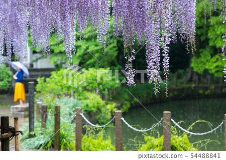 Rainy wisteria 54488841
