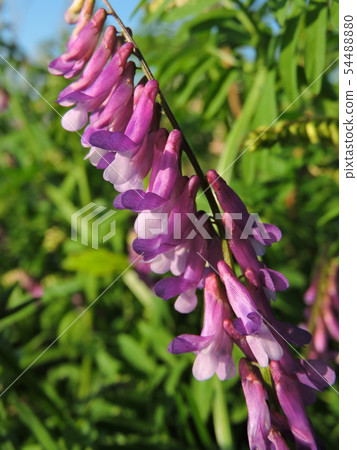 多花野碗豆 多花野碗豆 54488880