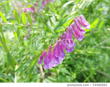 多花野碗豆 多花野碗豆 54488881