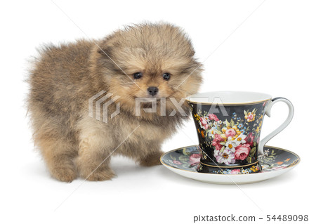 Little  puppy and Cup with saucer 54489098