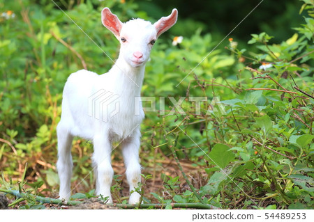 Goat Goat 54489253