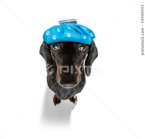 ill sick dog with illness 54489455