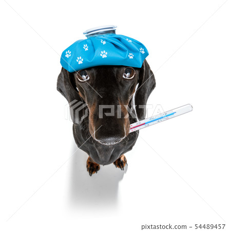 ill sick dog with illness 54489457