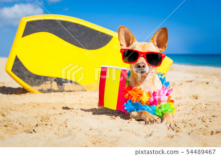 surfer dog  at the beach 54489467