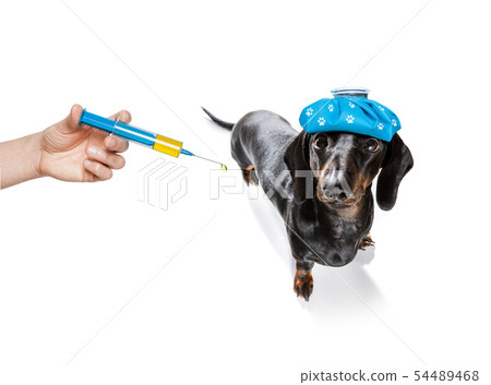 ill sick dog with illness 54489468