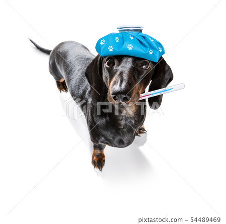ill sick dog with illness 54489469
