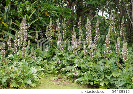 Acanthus Morris 54489515