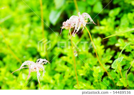 Hayaikeminesan Dew Shining Chiruma花柱 54489536