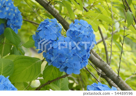 Heart-shaped hydrangea 54489596
