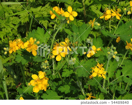 白屈菜 白屈菜 54489840