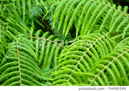 Fern field to Yokoyama observation deck 54490384