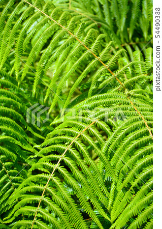 Fern field to Yokoyama observation deck Fern field to Yokoyama observation deck 54490388