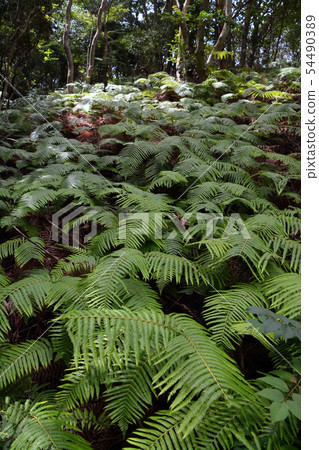 Fern field to Yokoyama observation deck Fern field to Yokoyama observation deck 54490389