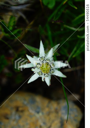 Hayaike Mineyama Hayatineus Yukiso Hayaike Mineyama Hayatineus Yukiso 54490816