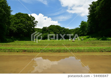 Rice fields in early summer 54490847