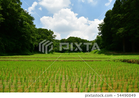 Early summer rice fields (after planting rice) 54490849