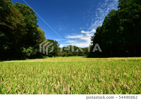 Autumn rice field 54490862