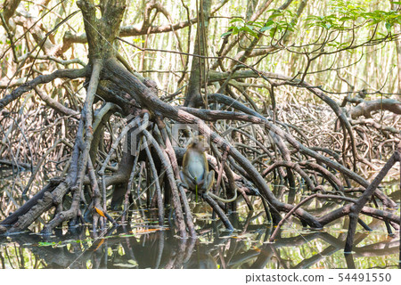 Macaque monkey sitting on mangrove tree 54491550