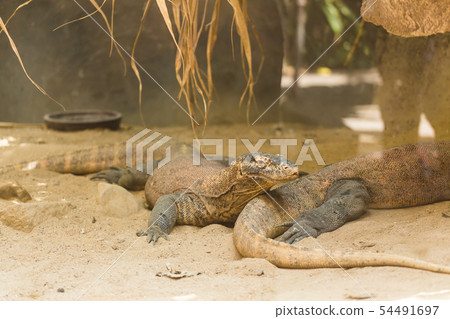 Two lizards are resting on the sand and enjoying a warm summer day. Reptile life concept in a zoo Two lizards are resting on the sand and enjoying a warm summer day. Reptile life concept in a zoo 54491697